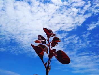 Low angle view of flowering plant against blue sky