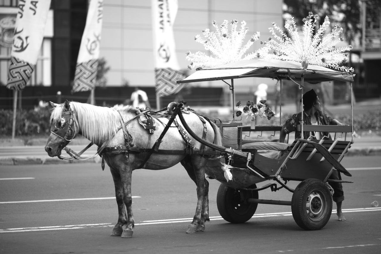 horse, domestic animals, animal themes, transportation, working animal, mode of transport, land vehicle, mammal, street, livestock, riding, horse cart, road, two animals, bicycle, full length, bridle, men, standing