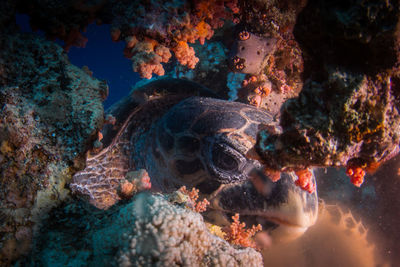 Close-up of fish swimming in sea