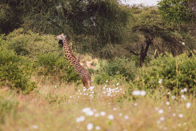 Giraffe walking on field