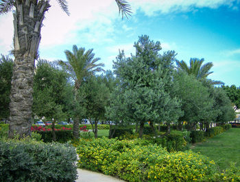 Trees and grass against sky