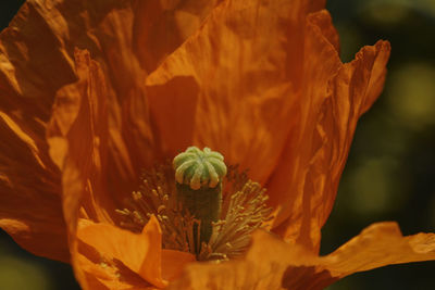 Close-up of wilted flower plant