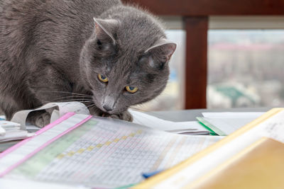 Portrait of cat on book