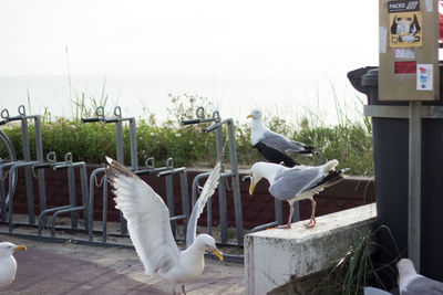 Seagulls on terrace