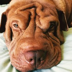 Close-up portrait of dog relaxing on bed