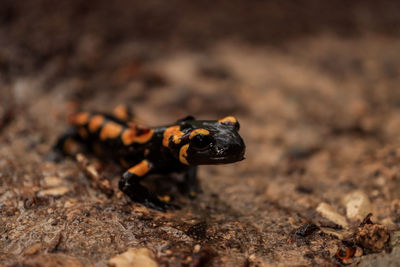 Close-up of lizard