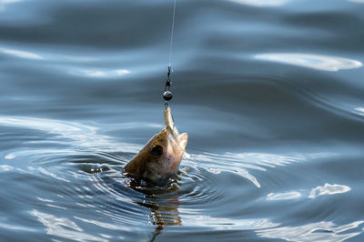 Fish swimming in lake