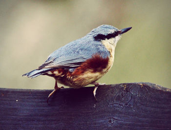 Close-up of bird perching on wood