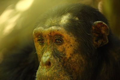 Close-up portrait of monkey