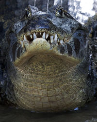 Closeup of black caiman head with jaws open showing teeth in the pampas del yacuma, bolivia.