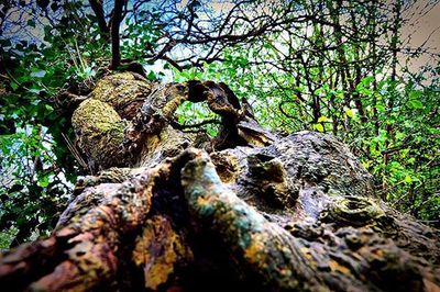 Close-up of tree trunk in forest