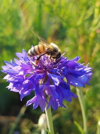 Close-up of bee on purple flower