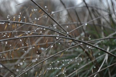 Close-up of raindrops on stems