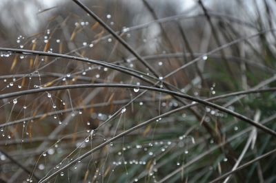 Close-up of spider web