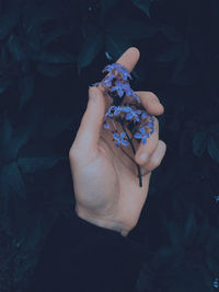 Cropped hand holding blue flowers against plants