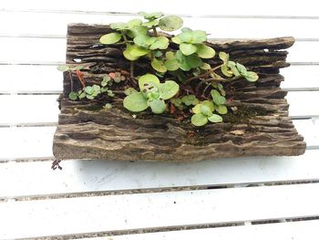 High angle view of plant on table