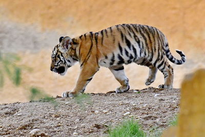 Tiger cub walking on land