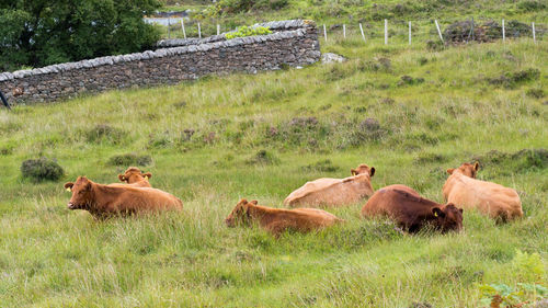 Sheep relaxing on grass