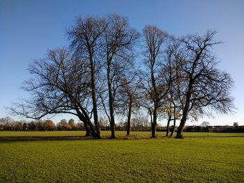 Bare trees on field against clear sky