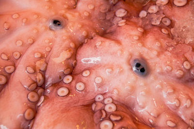 Full frame shot of octopus