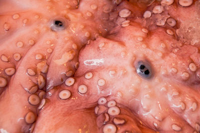 Full frame shot of red octopus