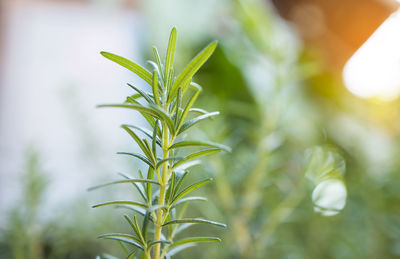 Close-up of fresh green plant in field