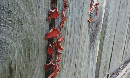 Close-up of red wall