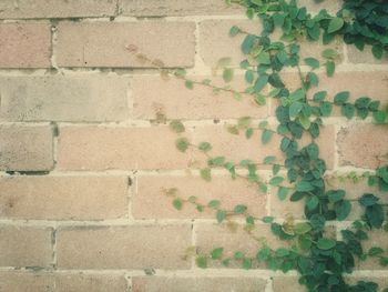 Full frame shot of ivy on brick wall