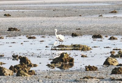 Birds perching on rock