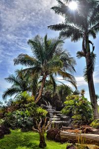 Low angle view of palm trees against sky