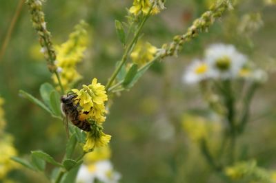 Close-up of insect on flower