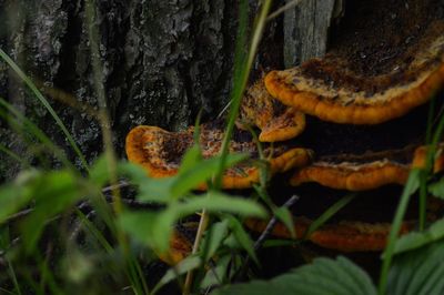 Close-up of mushrooms on tree trunk
