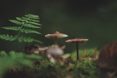 Close-up of mushroom growing on field