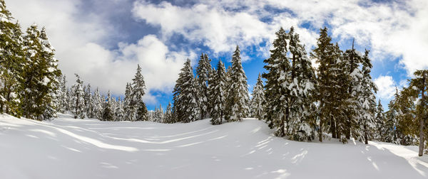 Trees on snow covered land against sky