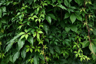 Full frame shot of green leaves