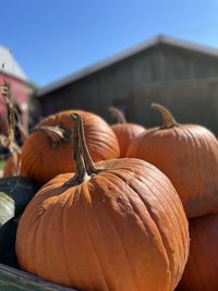 Close-up of pumpkin for sale at market