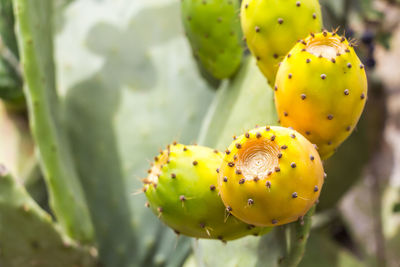 Close-up of prickly pear cactus
