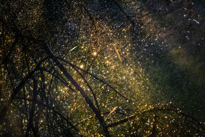 Low angle view of trees against sky at night