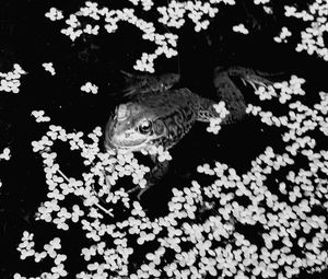 High angle view of turtle in water