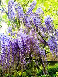 View of purple flowering plant