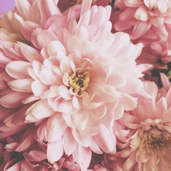 Close-up of pink flower