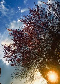 Low angle view of cherry tree against sky during autumn