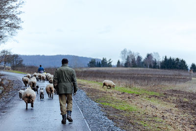 Rear view of man with dog on farm