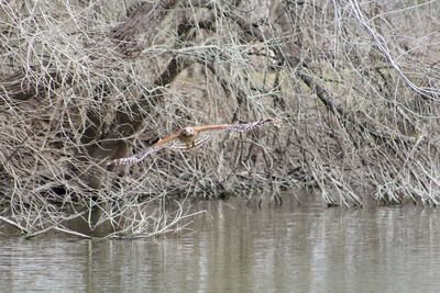 Close-up of birds in lake