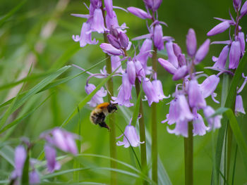 Close-up of bee pollinating on purple flower