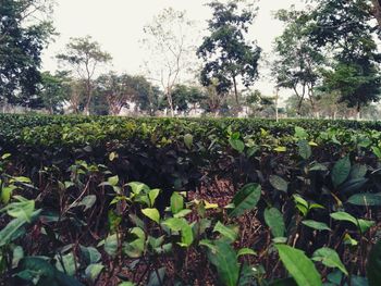 Close-up of plants growing in field