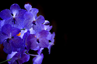 Close-up of purple flowers against black background