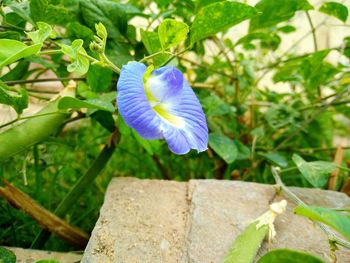 Close-up of purple flower