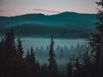 Scenic view of forest against sky