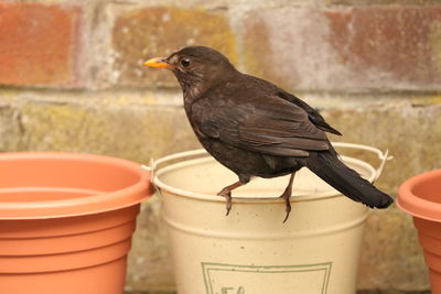 Close-up of bird perching on potted plant against wall